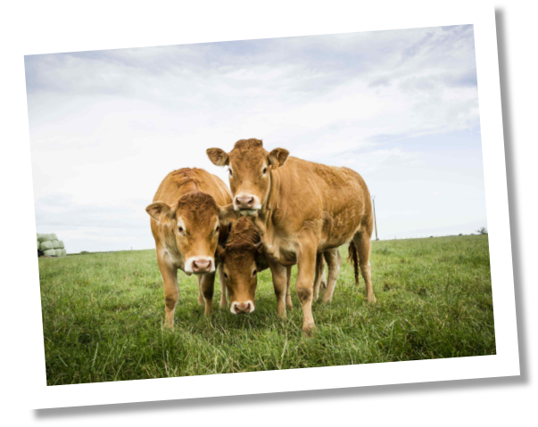 bientraitance animale