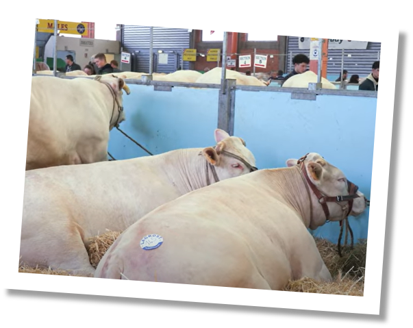 concours de bestiaux SVA